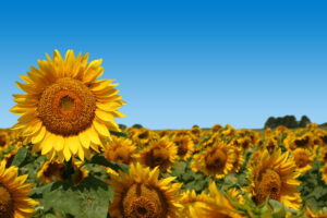 Field of Sunflowers